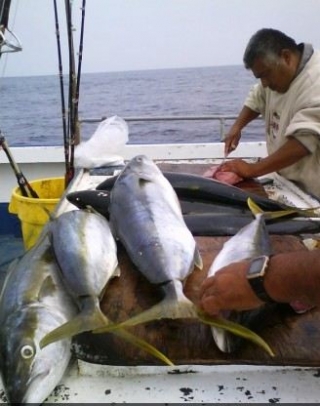 Cleaning the fish 